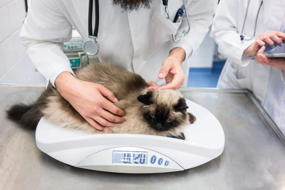 cat being weighed at the vet
