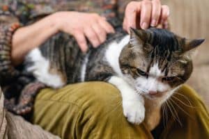 deaf cat sitting on knee of owner