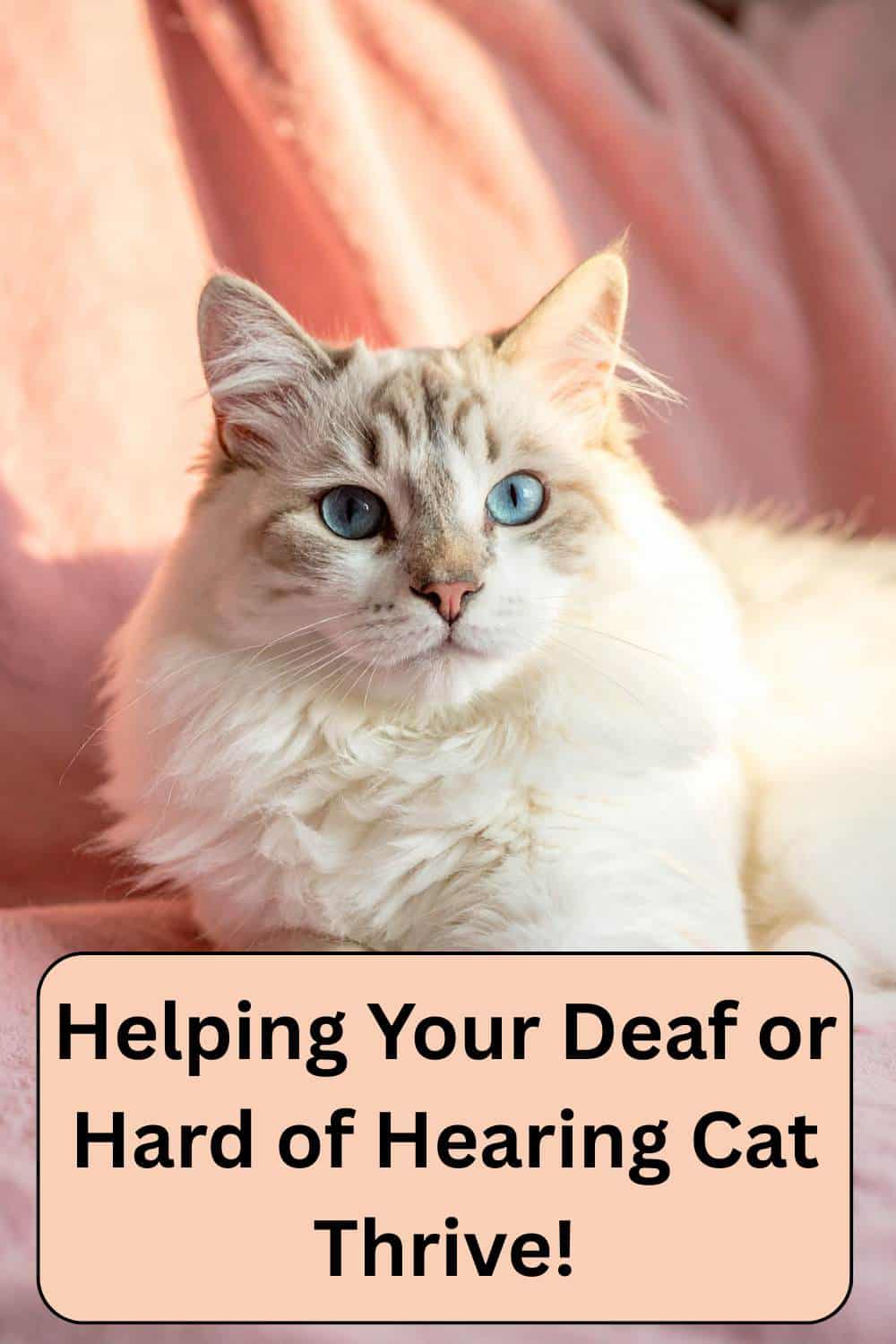 supporting deaf or hard of hearing cats 