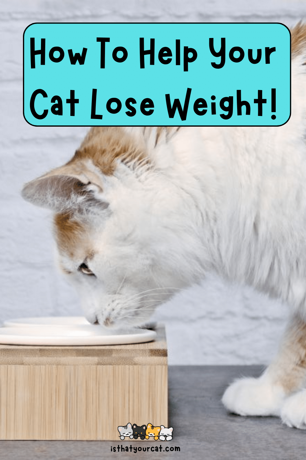 overweight cat eating