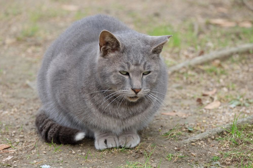 overweight cat sitting outside