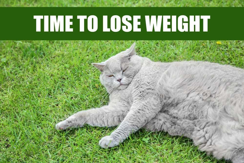 time to lose weight - cat