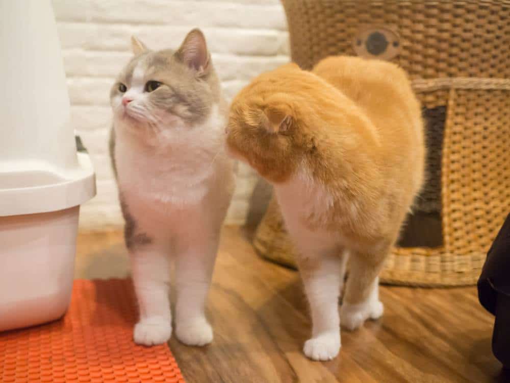 two cats healthy weight