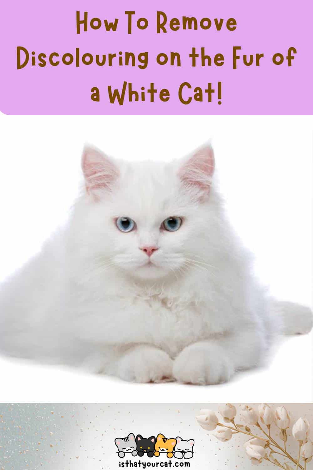 Remove Discolouring on the Fur of a White Cat