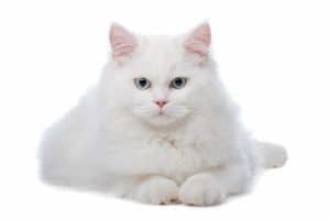 cat with white fur