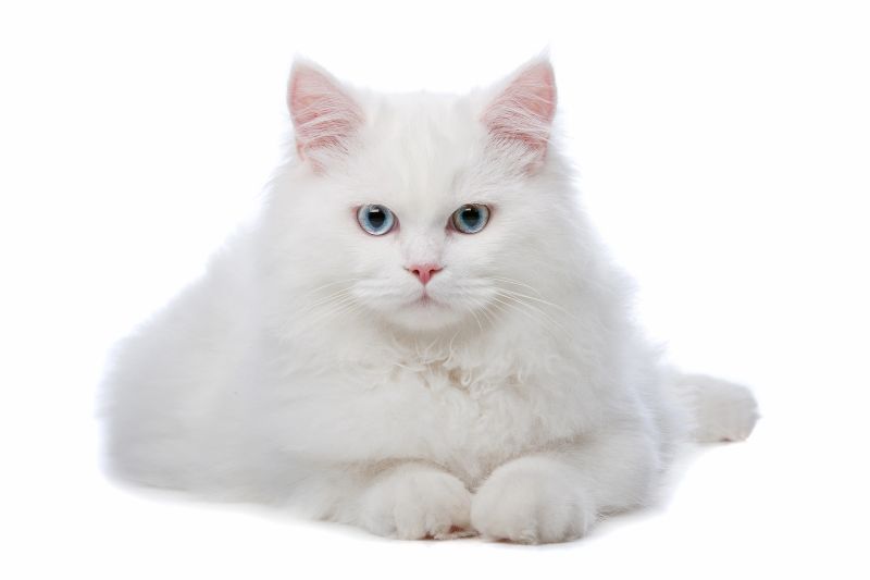 cat with white fur