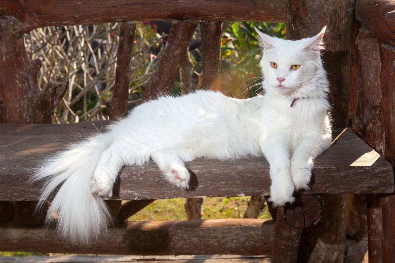 white Maine Coon cat