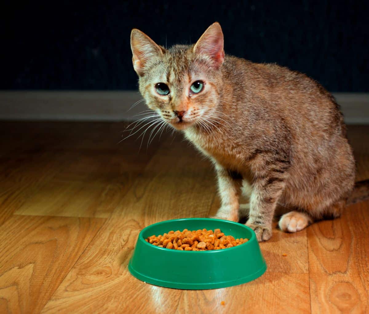 cat sitting next to a green food bowl but not eating