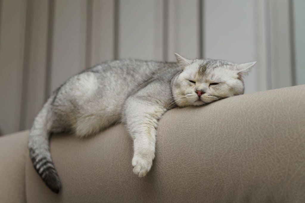 a relaxed cat lying on the back of a sofa