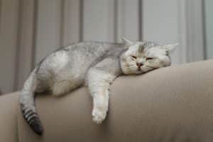 a relaxed cat lying on the back of a sofa