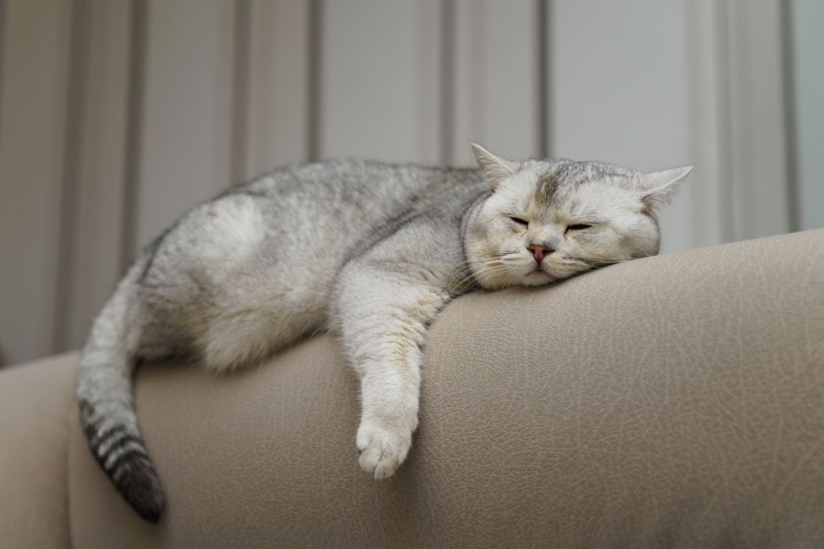 a relaxed cat lying on the back of a sofa