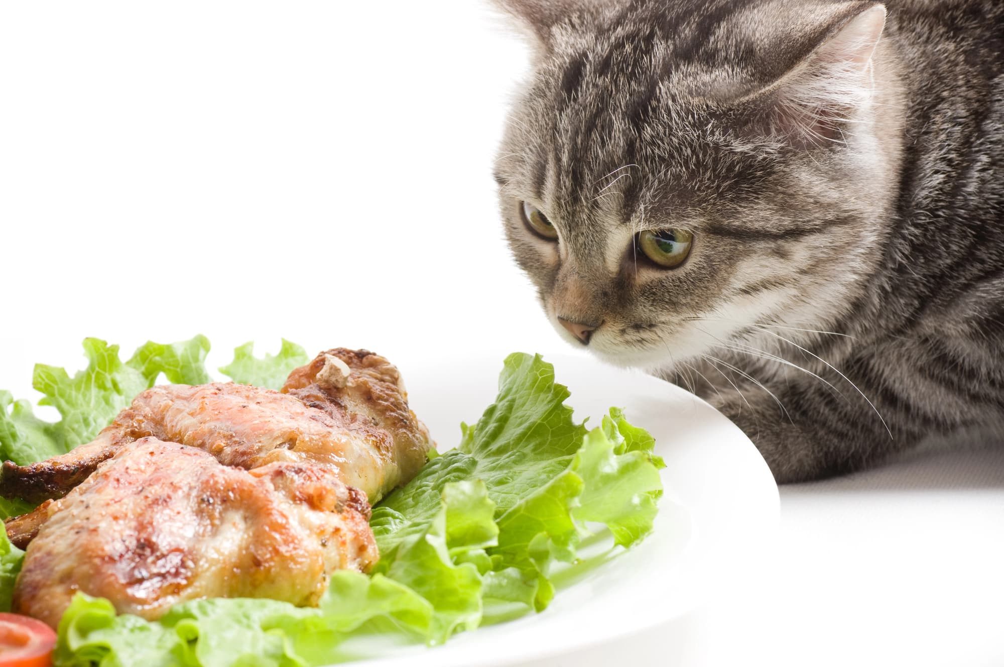 cat eating chicken