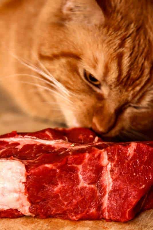 cat eating red meat