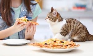 cat looking at pizza