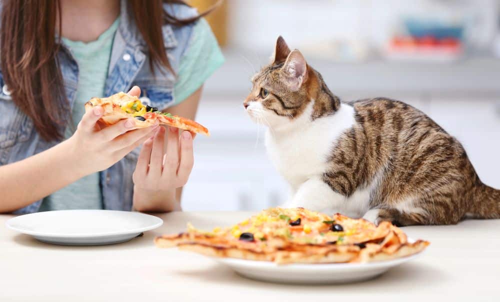 cat looking at pizza
