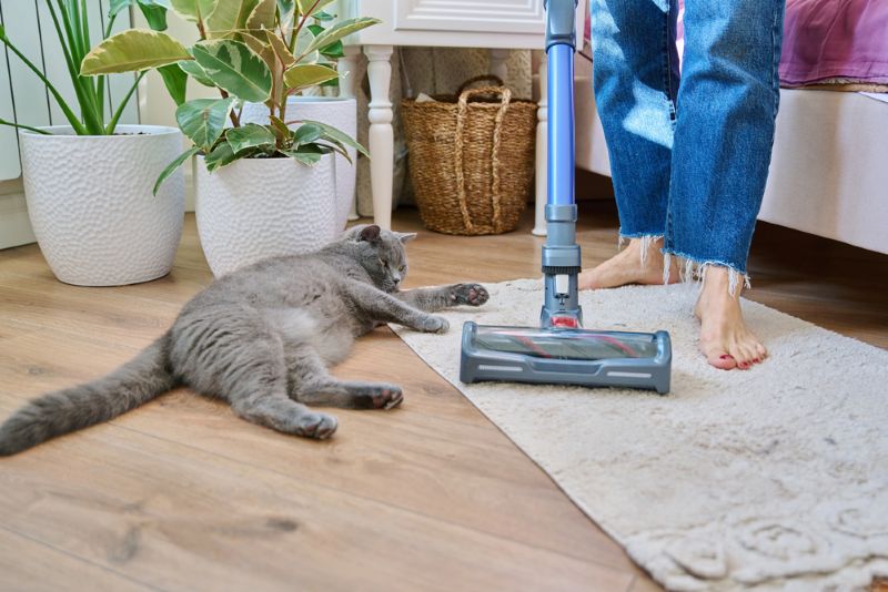 cat lying on floor while floor being vacuumed