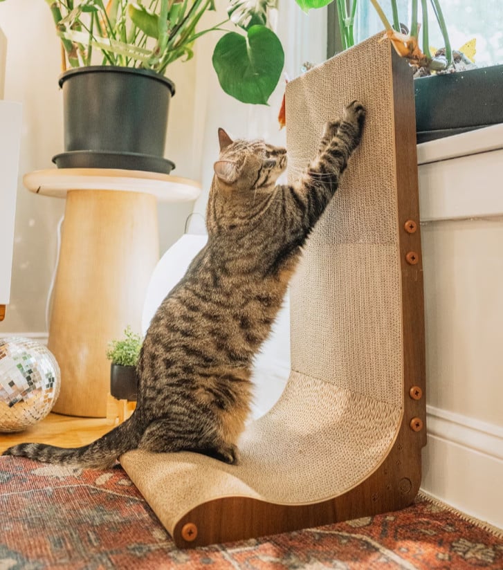 cat using a cat wall scratcher