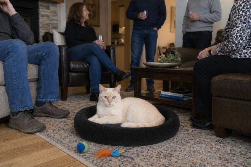 light colored cat in a black cat bed