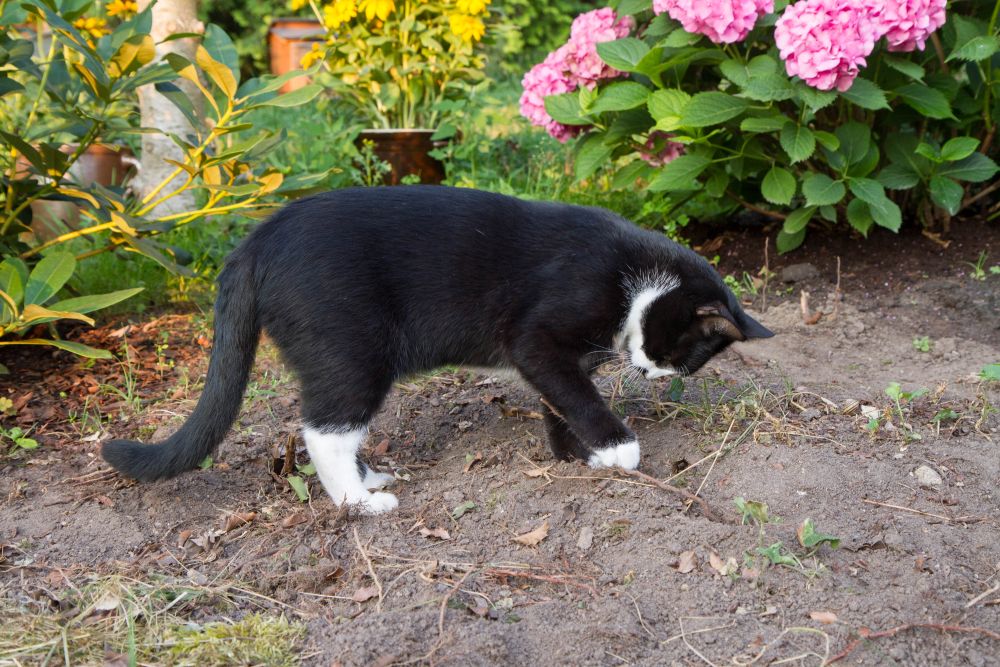 black cat digging in a garden