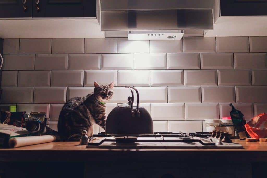 cat in a kitchen in the night