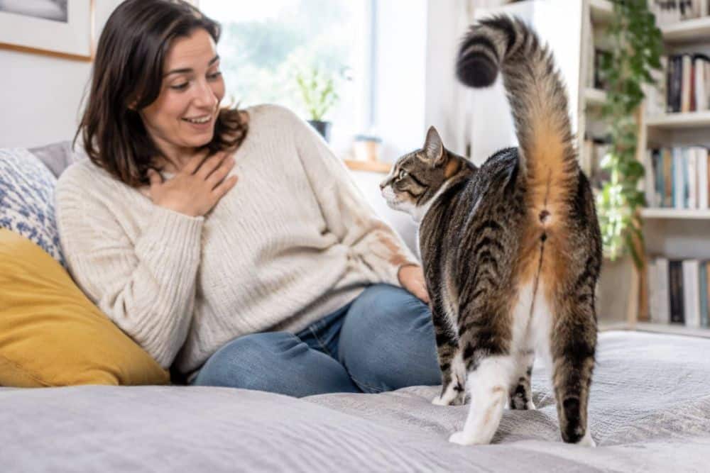 A cat stands with its back toward its amused owner on a sofa.