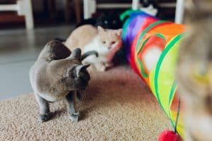 Interactive Cat Toys