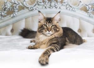 Maine Coon cat