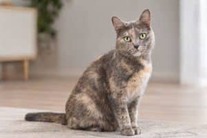 A Dilute Tortoishell cat