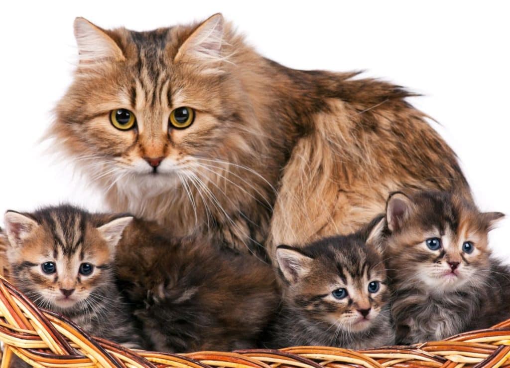 Are siberian cats hypoallergenic