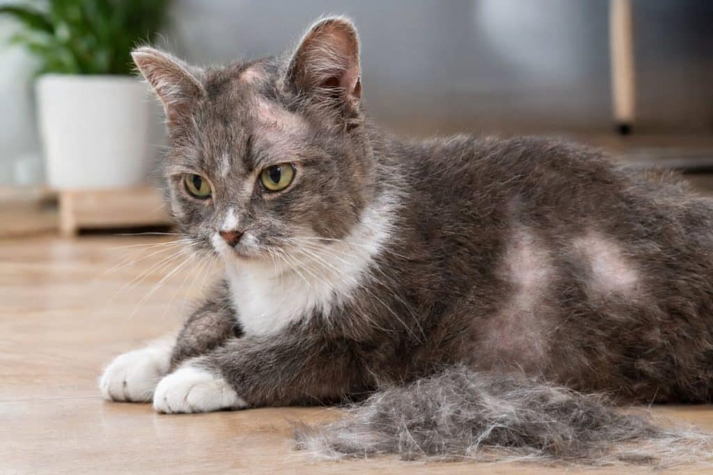 Cat Losing Hair