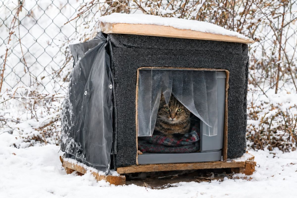 DIY Winter Cat Shelter for a feral cat