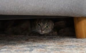 cat hding under a sofa