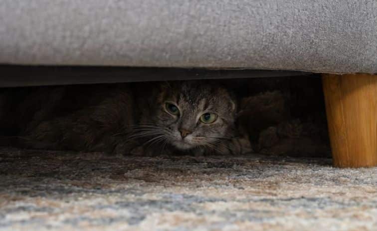 cat hding under a sofa