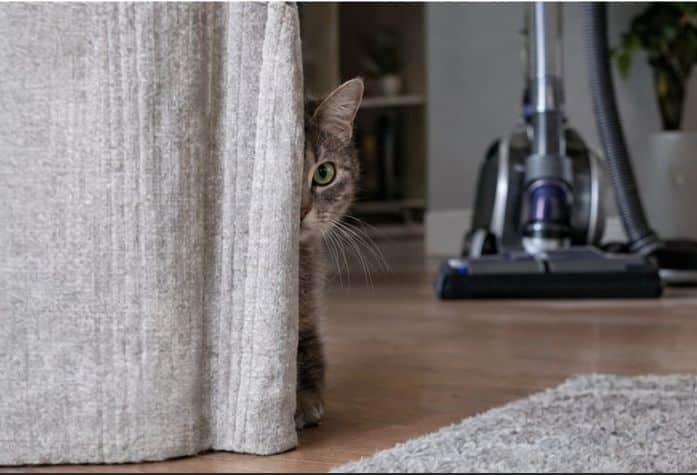 cat hiding form noise of a vacuum cleaner