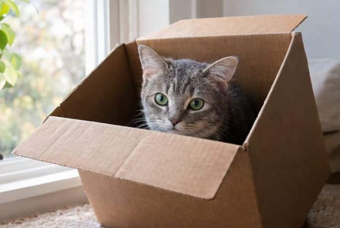 cat hiding in a box