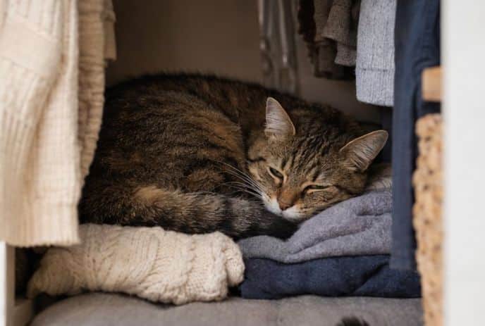 cat hiding in a wardrobe