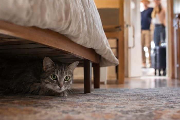 cat hiding under a bed