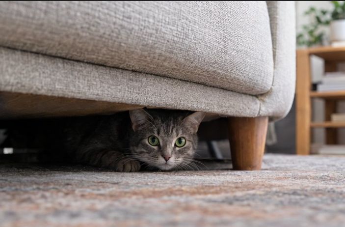 cat hiding under a chair