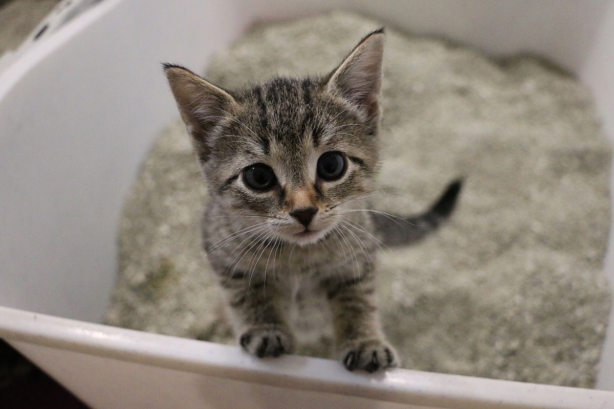 small kitten in a litter box