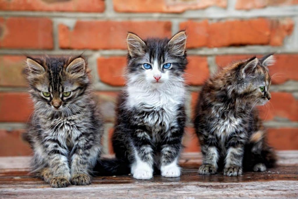 the age of a kitten