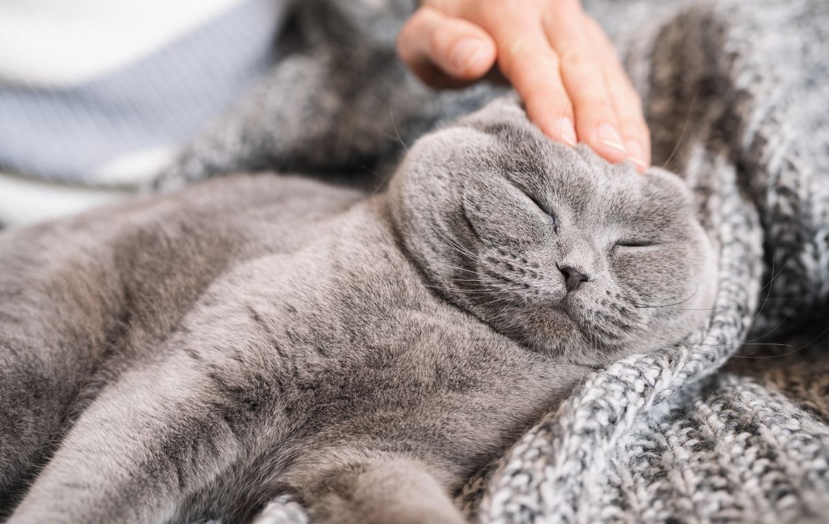 woman-petting-sleepy-cat in heat